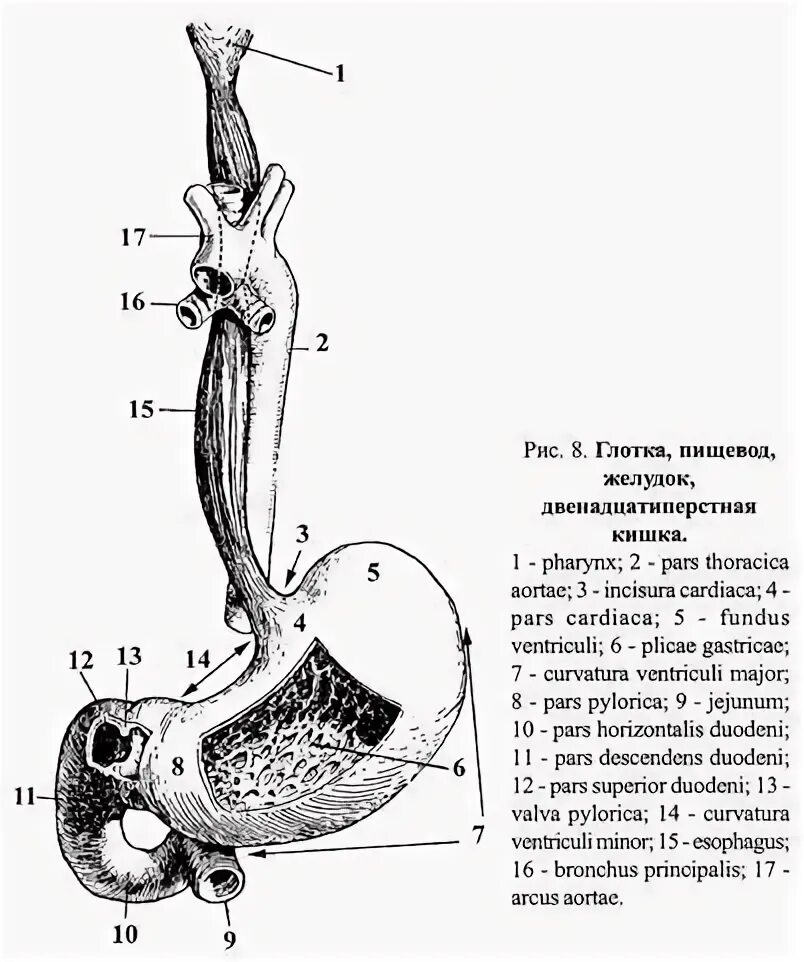 Двенадцатиперстная кишка глотка пищевод. Глотка пищевод желудок анатомия. Анатомия строения пищевода и желудка. Строение глотки пищевода и желудка.