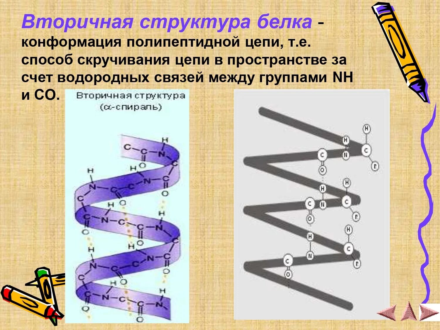 Конформации цепи. Конформация полипептидной цепи вторичная структура. Вторичная конформация белка. Вторичная структура белка. Конформация белковых молекул вторичная и третичная структуры.