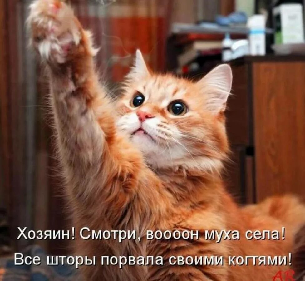 Интересные сведения о домашней кошке. Интересные факты о котах. Что нибудь о кошках. Что нибудь о кошках. Интересные факты о котятах.