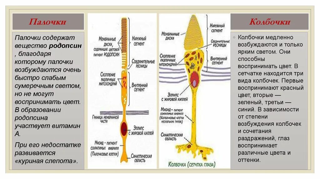 Колбочки глаза функции. Сетчатка палочки и колбочки строение и функции. Палочки строение и функции. Палочки сетчатки функции. Колбочки и палочки глаза функции.