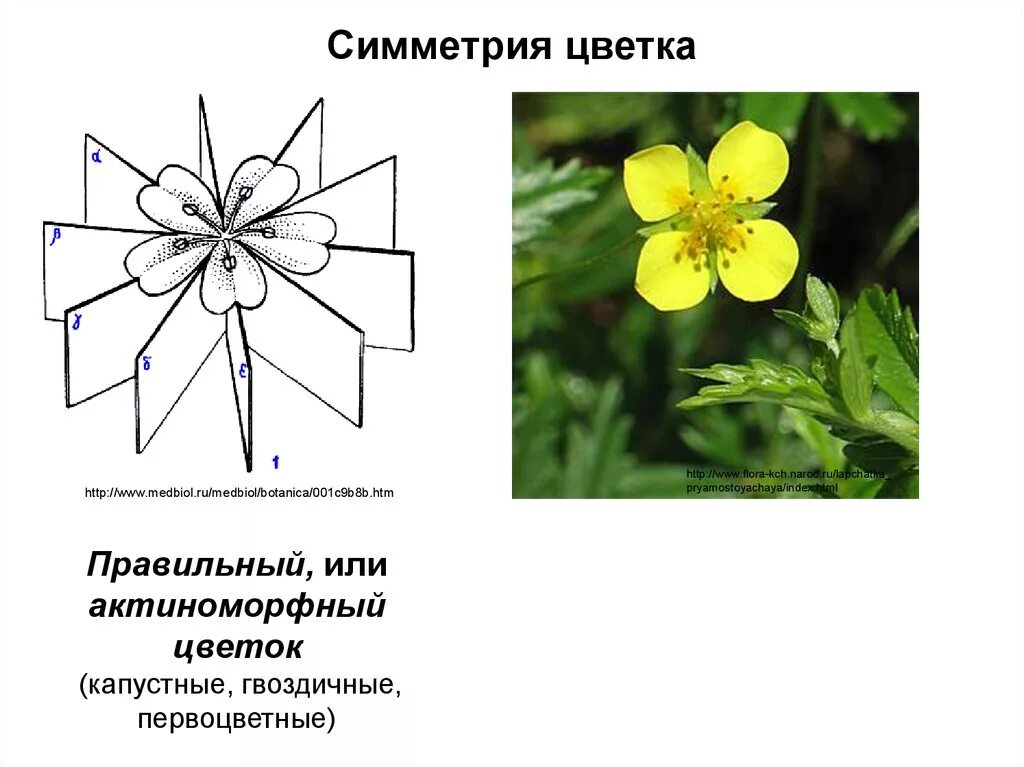 Примеры простых цветков. Актиноморфный цветок Лютика. Актиноморфный околоцветник. Актиноморфная симметрия цветка. Типы симметрии цветка.