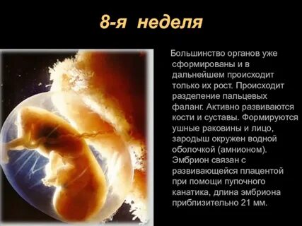 Влияние внешней среды на развитие зародыша человека
