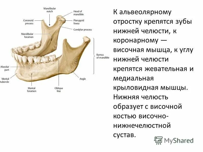 атрофия альвеолярного отростка нижней челюсти. классификация беззубых челюстей по оксману шредеру келлеру. степени атрофии альвеолярного отростка. клиновидная остеотомия ветви нижней челюсти. классификация атрофии беззубых челюстей оксмана.