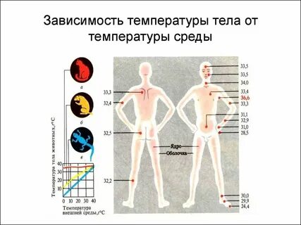 Температура от переживаний