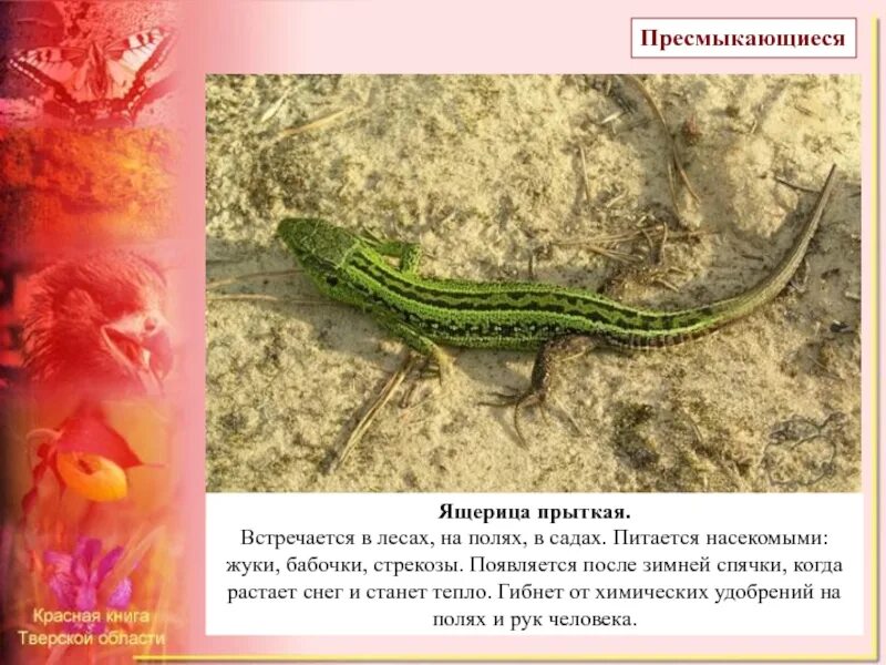 Ящерица красной книги. Прыткая ящерица красная книга. ящерица занесенная в красную книгу. прыткая ящерица занесена в красную книгу. пресмыкающиеся прыткая ящерица.