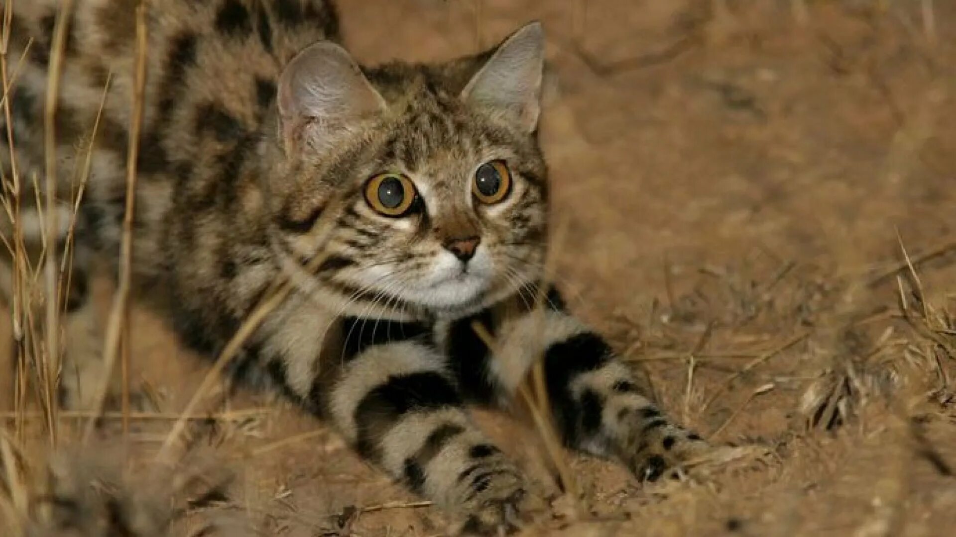 Черноногая кошка видео. Черноногая кошка (felis nigripes). Черноногая кошка видео. Малая черноногая кошка. Черноногая кошка (felis nigripes).
