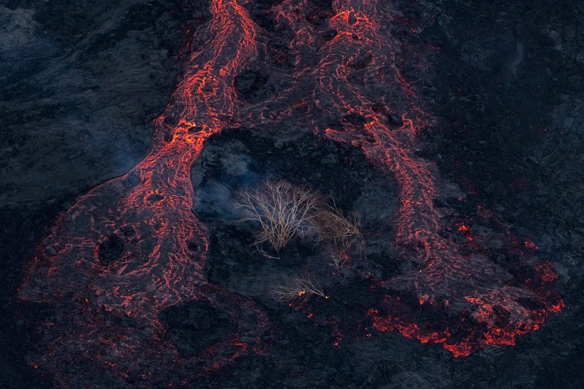 Lava spruce. Lava spruce