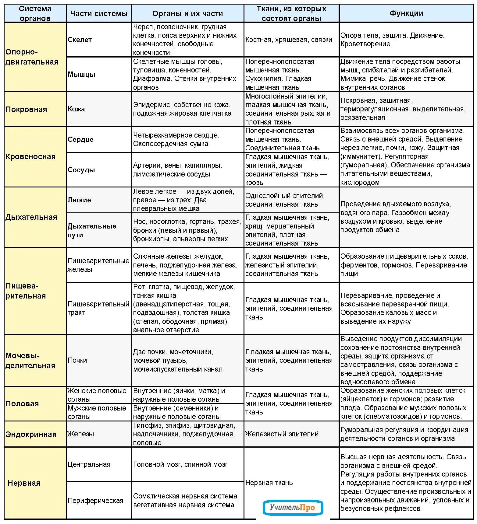 Система органов строение и функции таблица. Таблица системы органов человека 8 класс. Таблица по биологии система органов органы функции. Орган особенности строения функции таблица.
