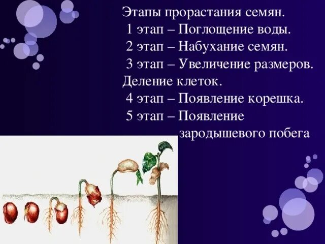 Установи правильную последовательность развития растения