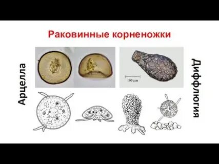 Общая характеристика одноклеточных корненожки конспект