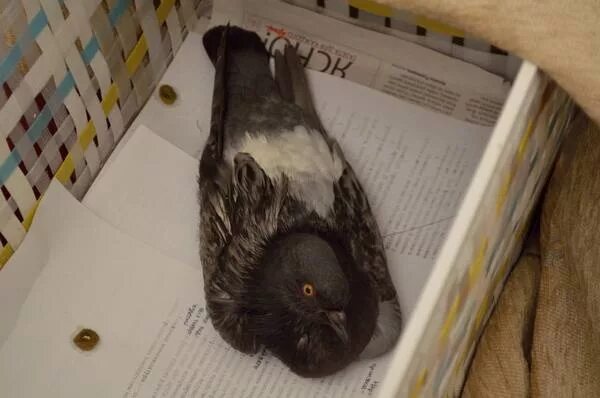 Голуби омска. Если у голубя сломано крыло. Сломанное крыло у голубя фото. Крыло голубя. Пушкинские голуби.