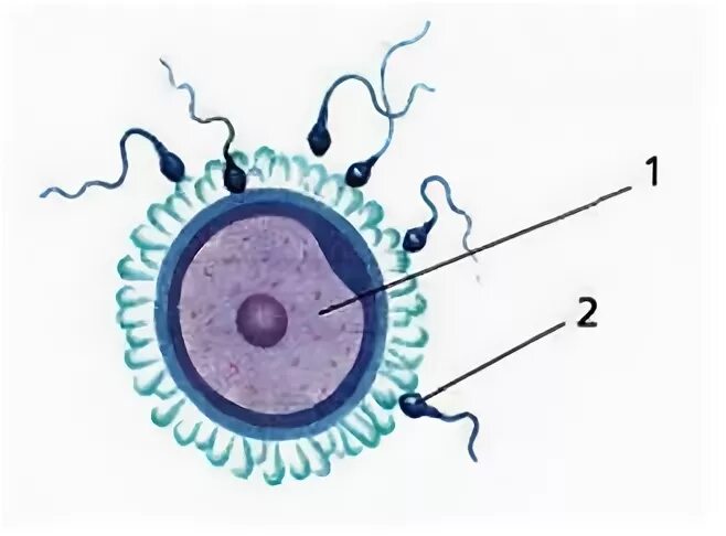 Оплодотворенная спермием центральная клетка