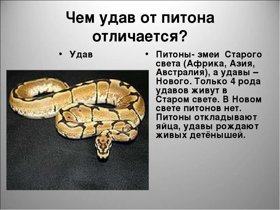 Не удав и не анаконда. Анаконда это питон или удав. Факты о змеях для детей.