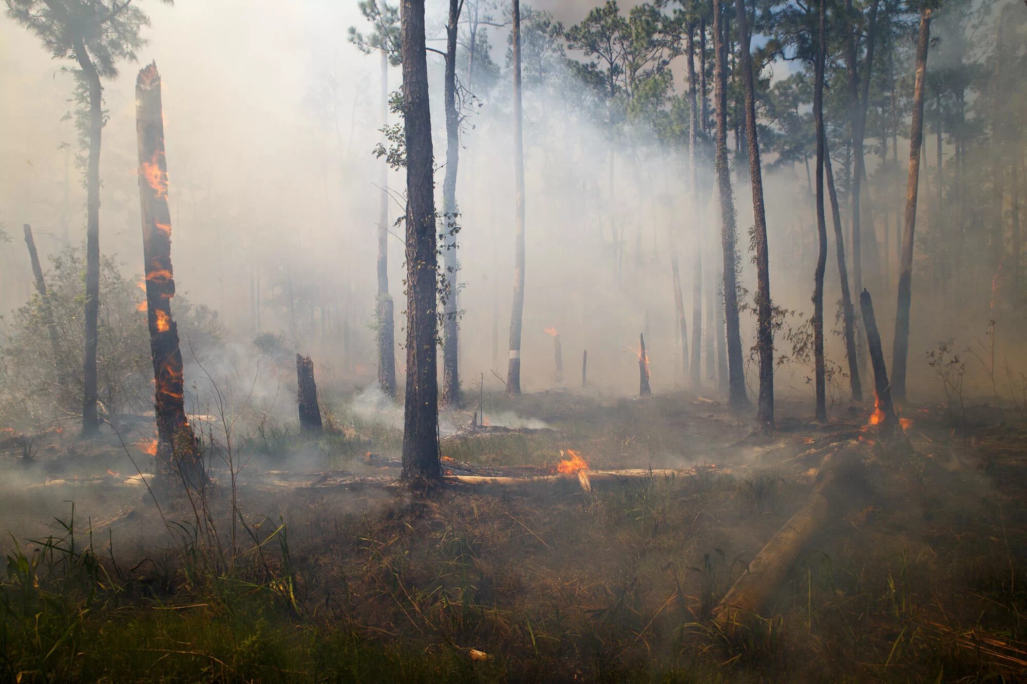 Burned forest. Лес после пожара. Сгоревший лес. Затемнения дерева огнём. Сгоревшее поле арт.