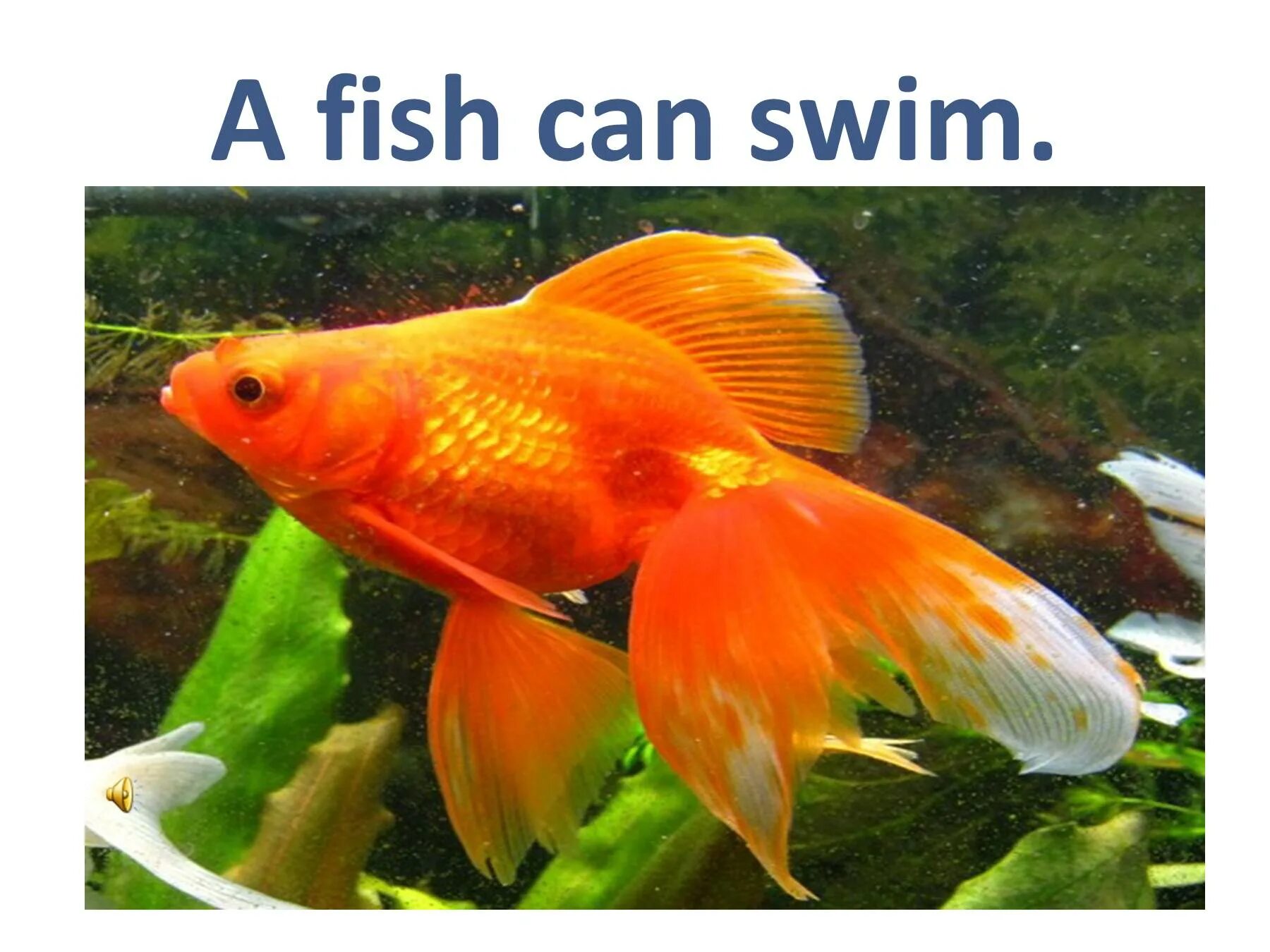 A Fish can Swim. Fishing can Swim. S Fish can Swim. My Fish can Swim. I fish can jump