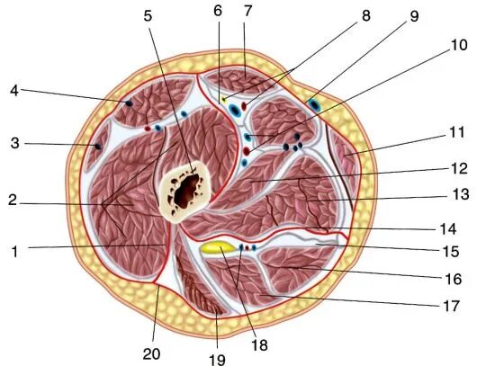 Топографические срезы. Поперечный срез бедра топографическая анатомия. Фасциальные ложа бедра на поперечном срезе в верхней трети. Поперечный распил бедра в средней трети. Срез голени топографическая анатомия.