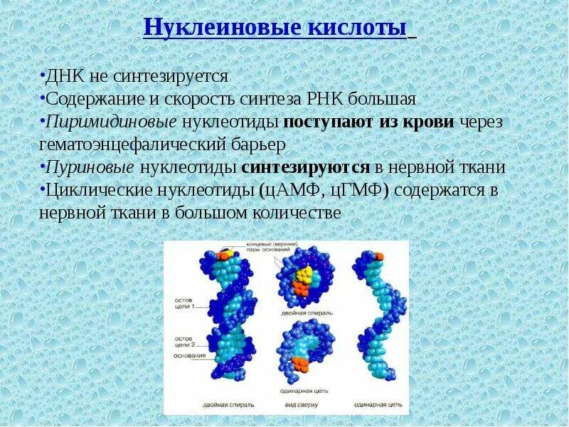 Происходит синтез нуклеиновой кислоты