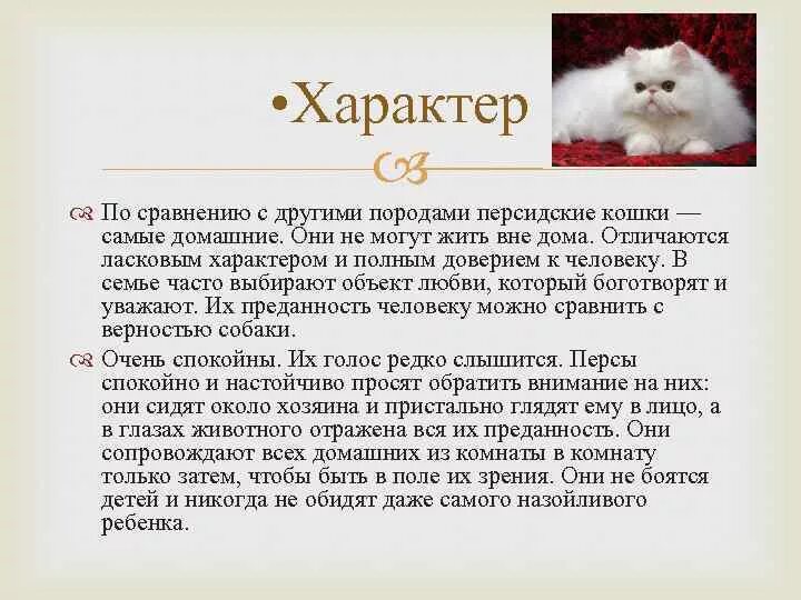 Описание характера пород кошек. Персидская кошка описание. Рассказ о персидской кошке. Характер котенка. Персидская кошка описать.