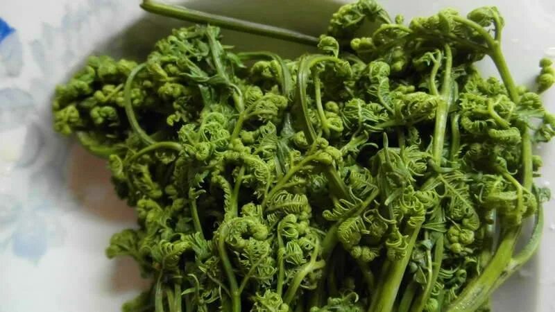 Папоротник дальневосточный. Орляк полезные свойства. Папоротник орляк дальневосточный. Папоротник орляк описание. Папоротник орляк.