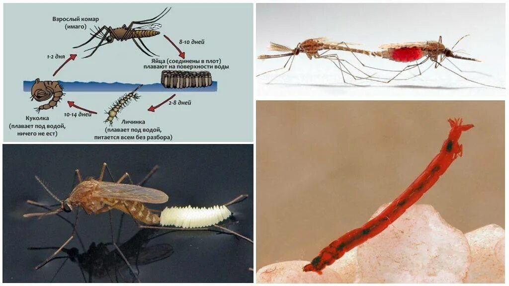 Черви комаров. Жизненный цикл комара звонца. Личинки комаров стадии развития. Личинки комаров Звонцов.