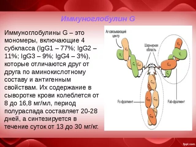 Иммуноглобулин g igg. Иммуноглобулин g. Иммуноглобулины класса IGG это. Иммуноглобулин g1. Функции иммуноглобулина Джи.