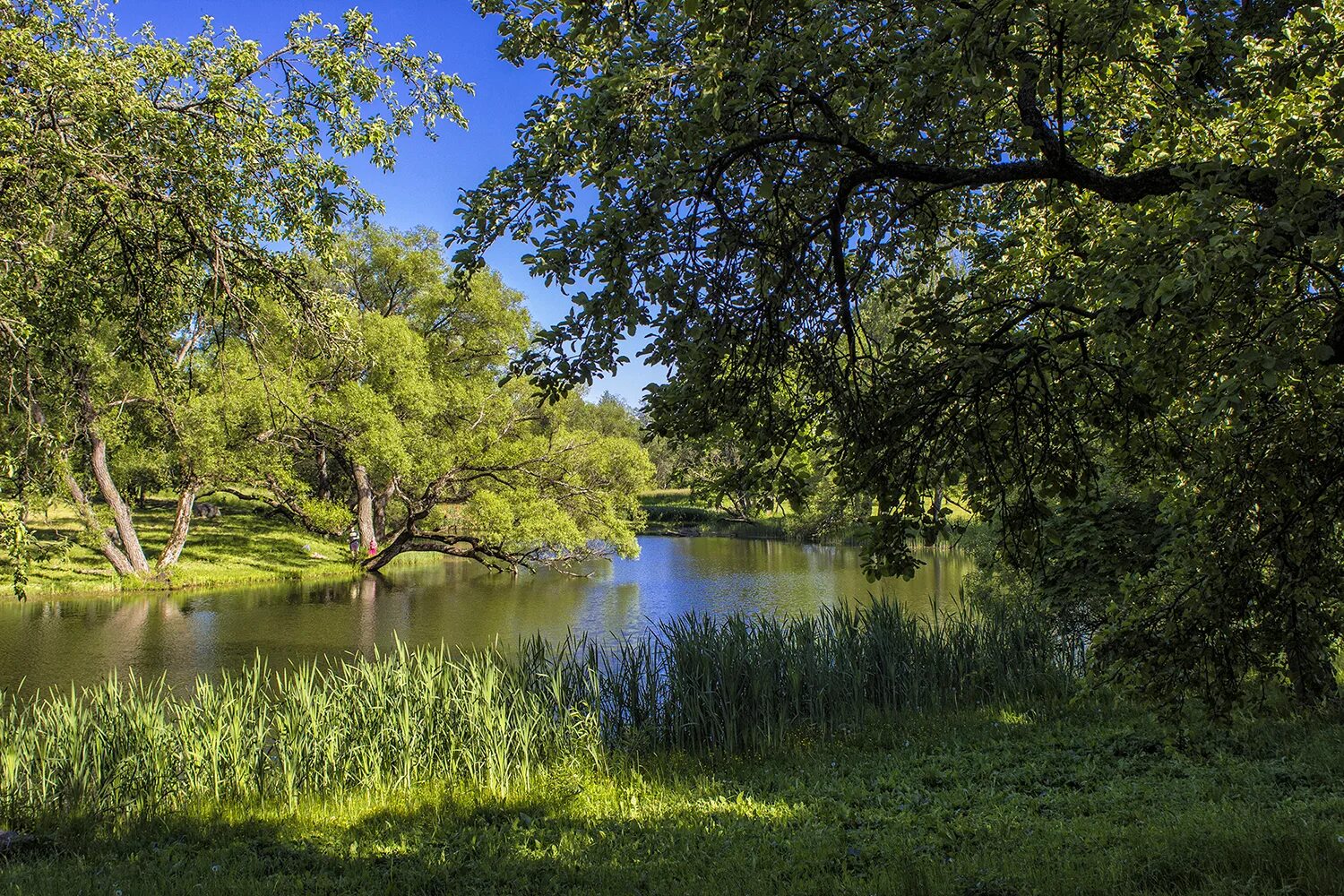 Фото вязынка. Вязынка беларусь. Вязынка. Вязынка. Вязынка.
