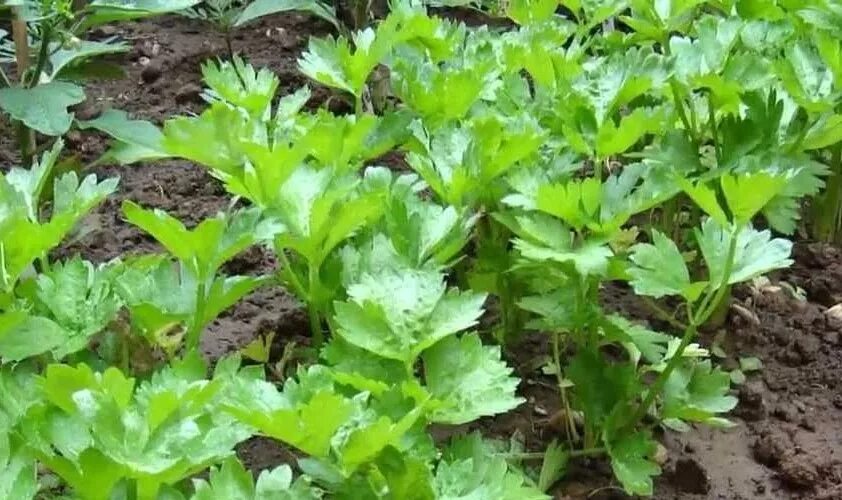 Рассада сельдерея корневого. Сельдерей посадка на рассаду листовой. Сельдерей посадка на рассаду листовой. Сельдерей посадка на рассаду листовой. Любисток всходы.