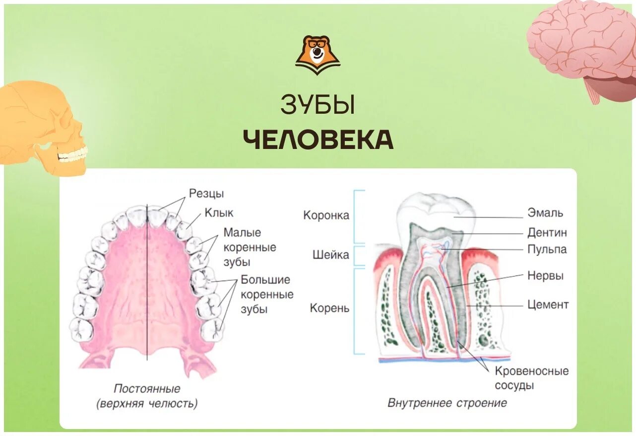 Биология человека егэ. Зубы ЕГЭ биология. Зубы ЕГЭ. Строение зуба ЕГЭ биология. Зубы человека ЕГЭ биология.