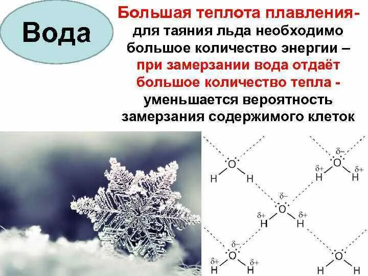 Кристаллизация воды. Молекулы воды при замерзании. Лед в воде кристаллизация. Вода при замерзании.