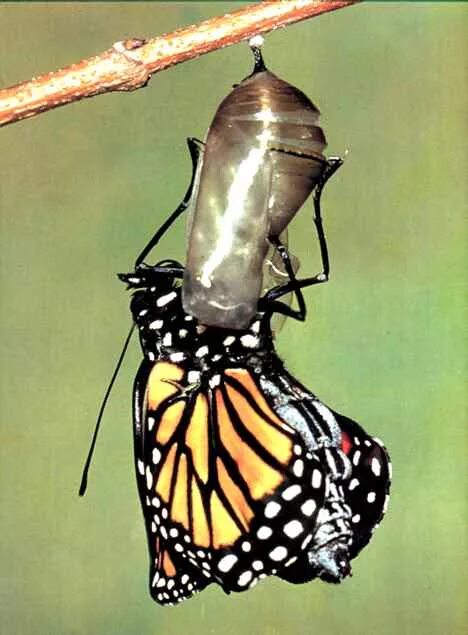 кокон бабочки коцебу. кокон бабочки морфо. бабочка вылупляется из куколки. куколка бабочки морфо. бабочка вылупляется из куколки.