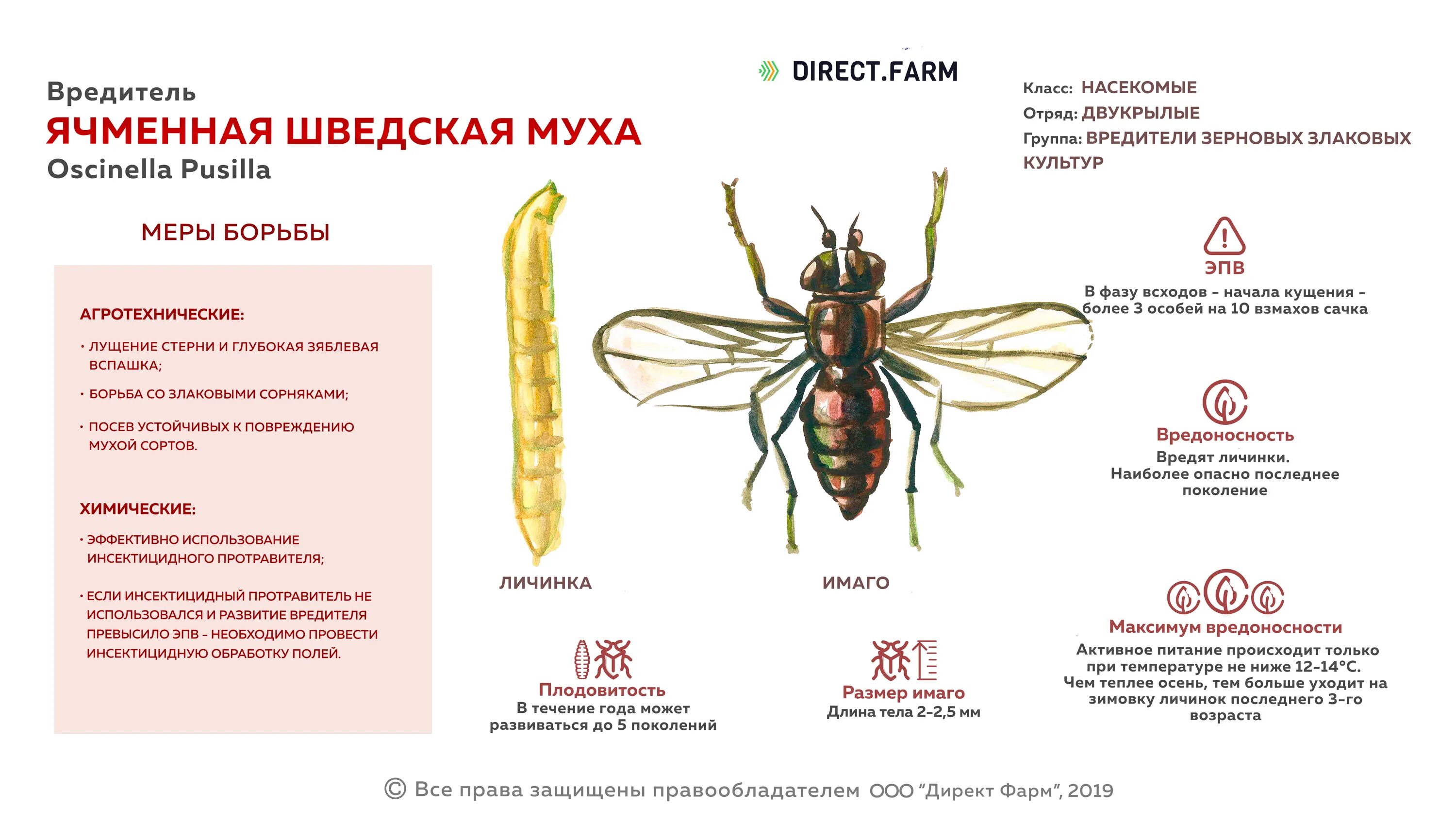 При какой температуре мухи. Ячменная шведская Муха Oscinella pusilla. Шведская Муха на Яровой пшенице. Овсяная шведская Муха характер повреждений. Вредители тритикале озимой шведская Муха.