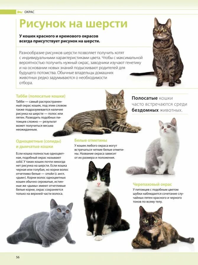Разные породы кошек. Список пород кошек. Породы кошек с названиями. Окрасы кошек названия. Определить породу по описанию
