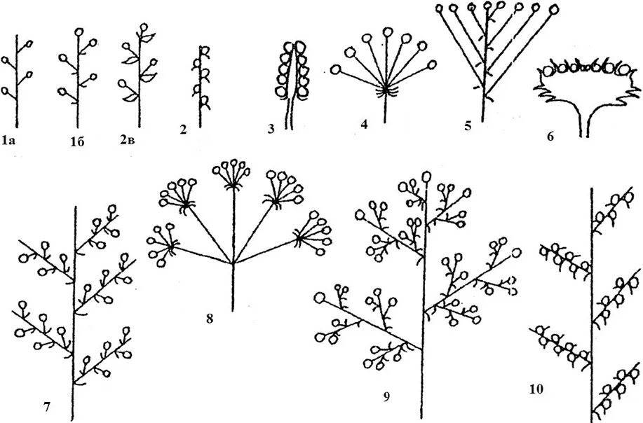 Соцветие сложный початок. Моноподиальные соцветия. Многоцветковая кисть соцветие. Колосовидная кисть соцветие. Сложные моноподиальные соцветия.