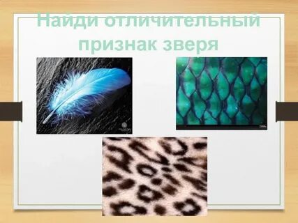 Шерсть окружающий мир