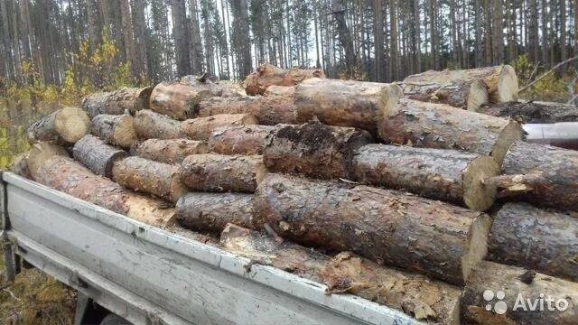 Сухостой на дрова без разрешения можно. Дрова сосна сухостой. сосновые дрова сухостой. дрова разнолесок. дрова сухостой чурками.