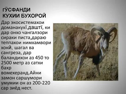 Яке аз