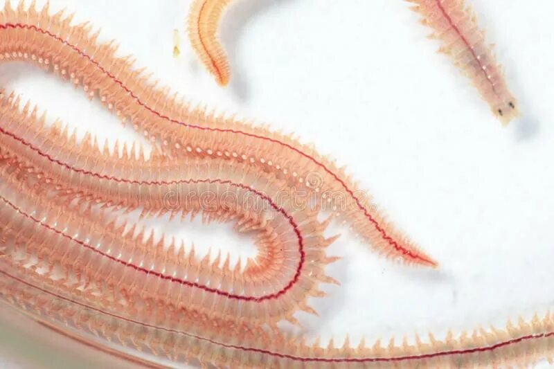 Черви в песке. Многощетинковый червь (perinereis cultrifera). Морской червь пескожил. Морской песочный червь.
