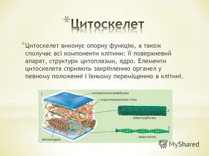 Цитоскелет мембрана