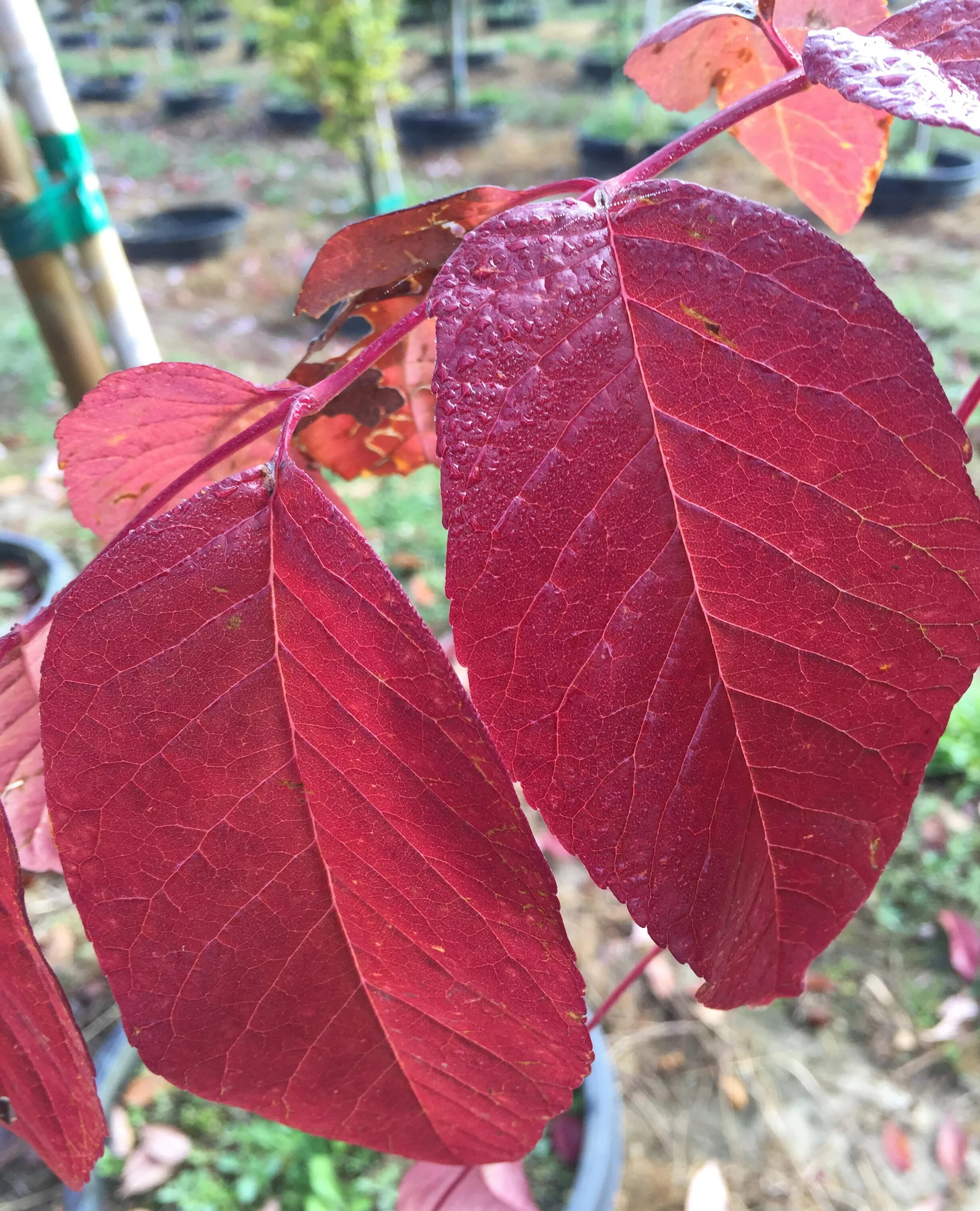 Дерево с красными листьями название. Ольха краснолистная. Fraxinus Americana autumn Purple. Тополь дельтовидный Пурпл Тауэр. Ясень краснолистный.