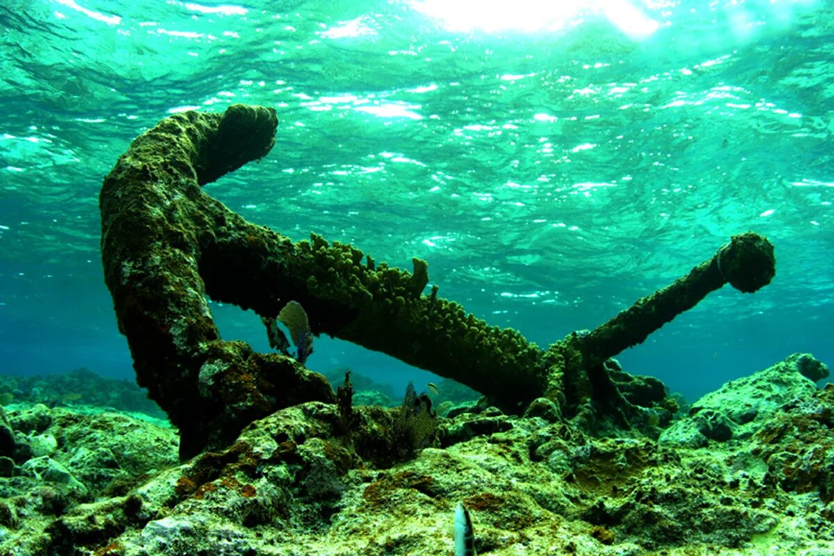 Водоросли запутались в. Подводные скалы. Водоросли на дне моря. Огромные водоросли. Водоросли на корабле.