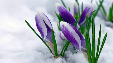 С первым днем весны картинки с подснежниками