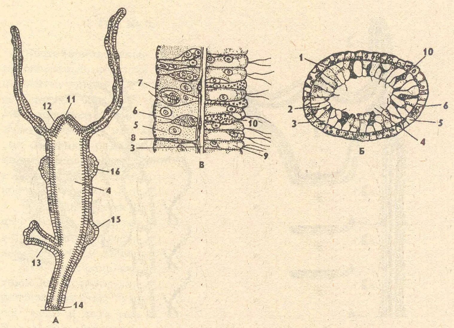 Поперечный и продольный срез. Строение гидры продольный срез. Поперечный разрез тела гидры. Строение гидры продольный разрез. Поперечный срез гидры строение.