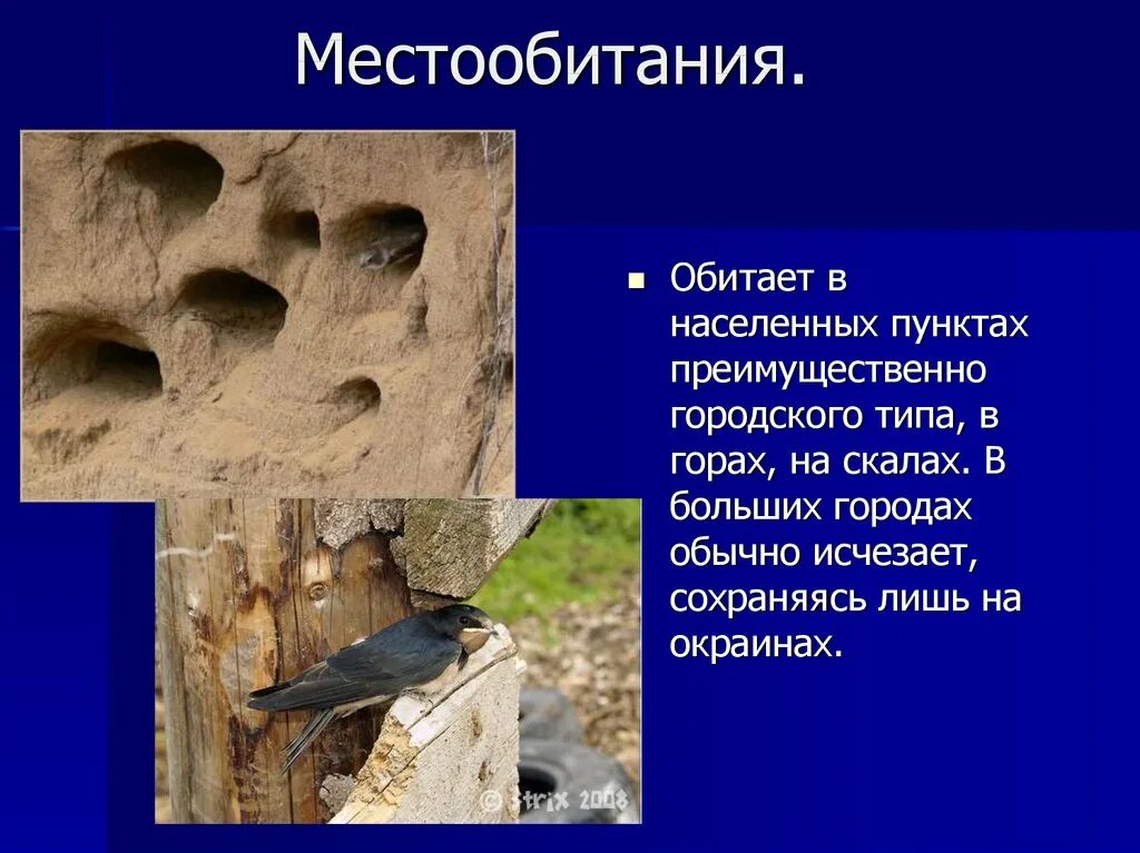 Ласточки низко летают. Птицы открытых местообитаний. Береговушка береговые ласточки. Ласточка место обитания. Ласточка место обитания.