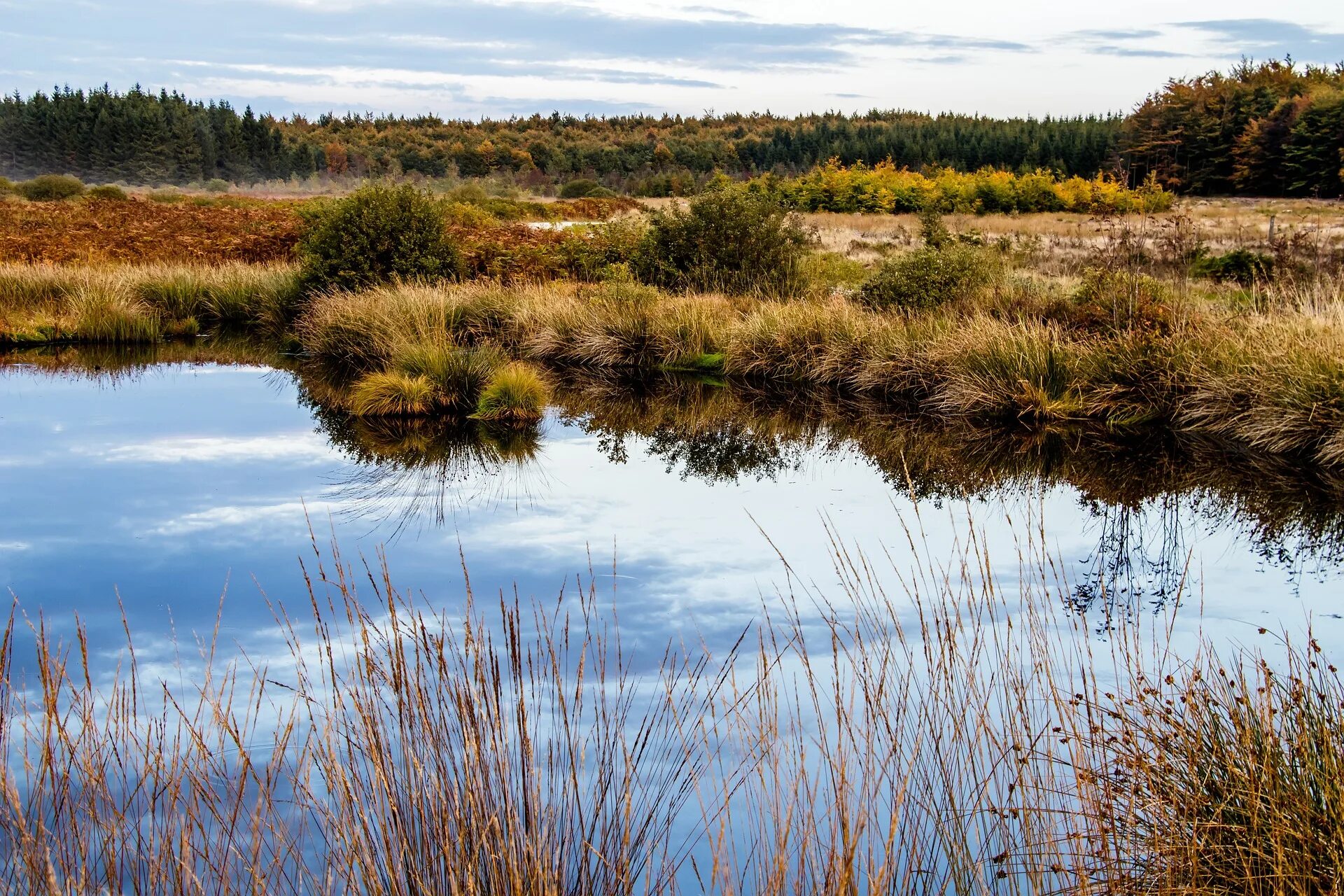 Болото отношений. Водно болотистые угодья. Заповедник Wetlands. Водно Болотное угодье Даурский заповедник. Болото Мартыненково.