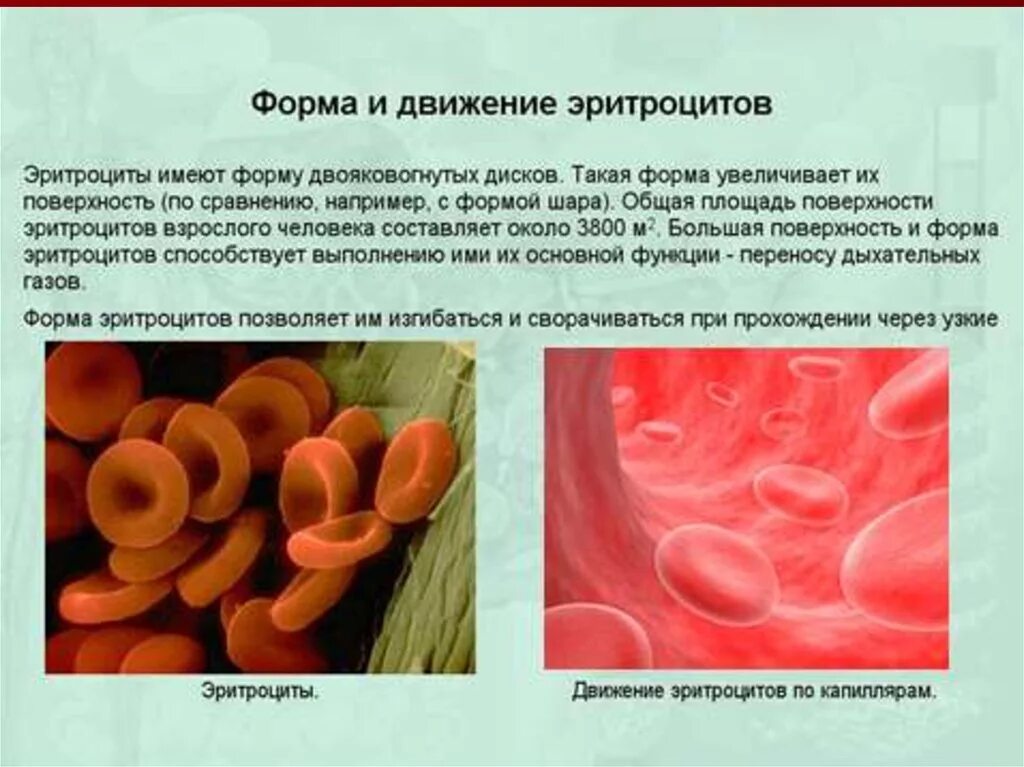 Цитоплазма эритроцитов человека. Форма эритроцитов. Эритроциты форма и строение. Передвижение эритроцита. Эритроциты двояковогнутые.