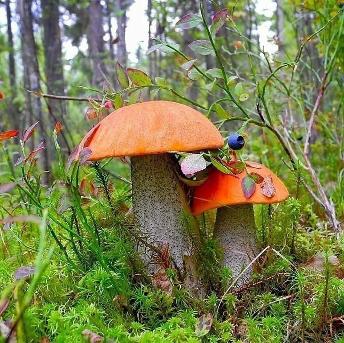 Съедобные грибы в лесу. Грибы в лесу. В лес по грибы 2. Красноголовик подберезовик. Грибы в лесу.