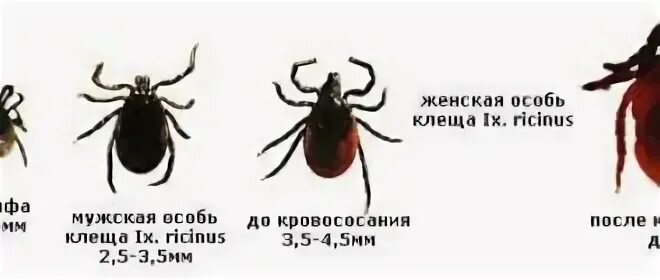 Как распознать энцефалитного клеща