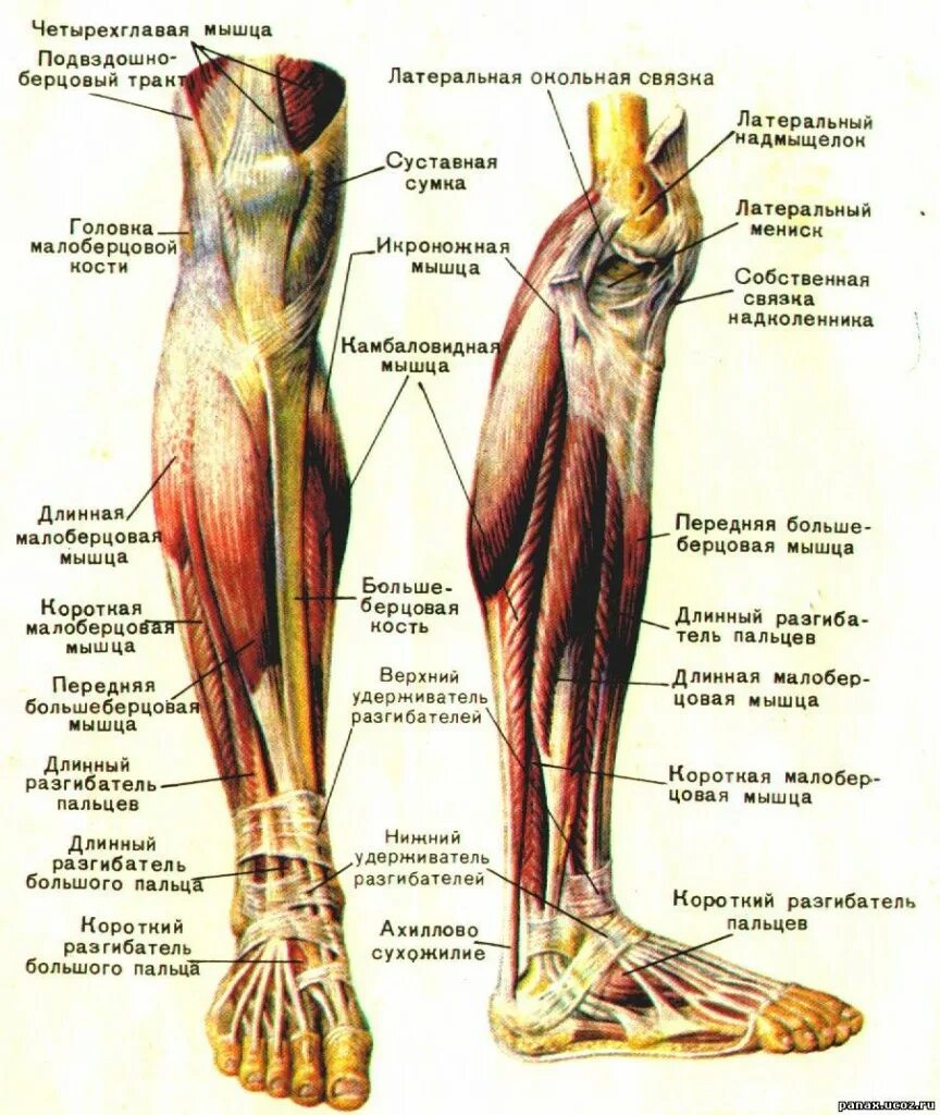 Строение голени ноги человека. Строение голени и стопы анатомия. Мышцы голени и стопы анатомия. Строение ноги мышцы и связки.