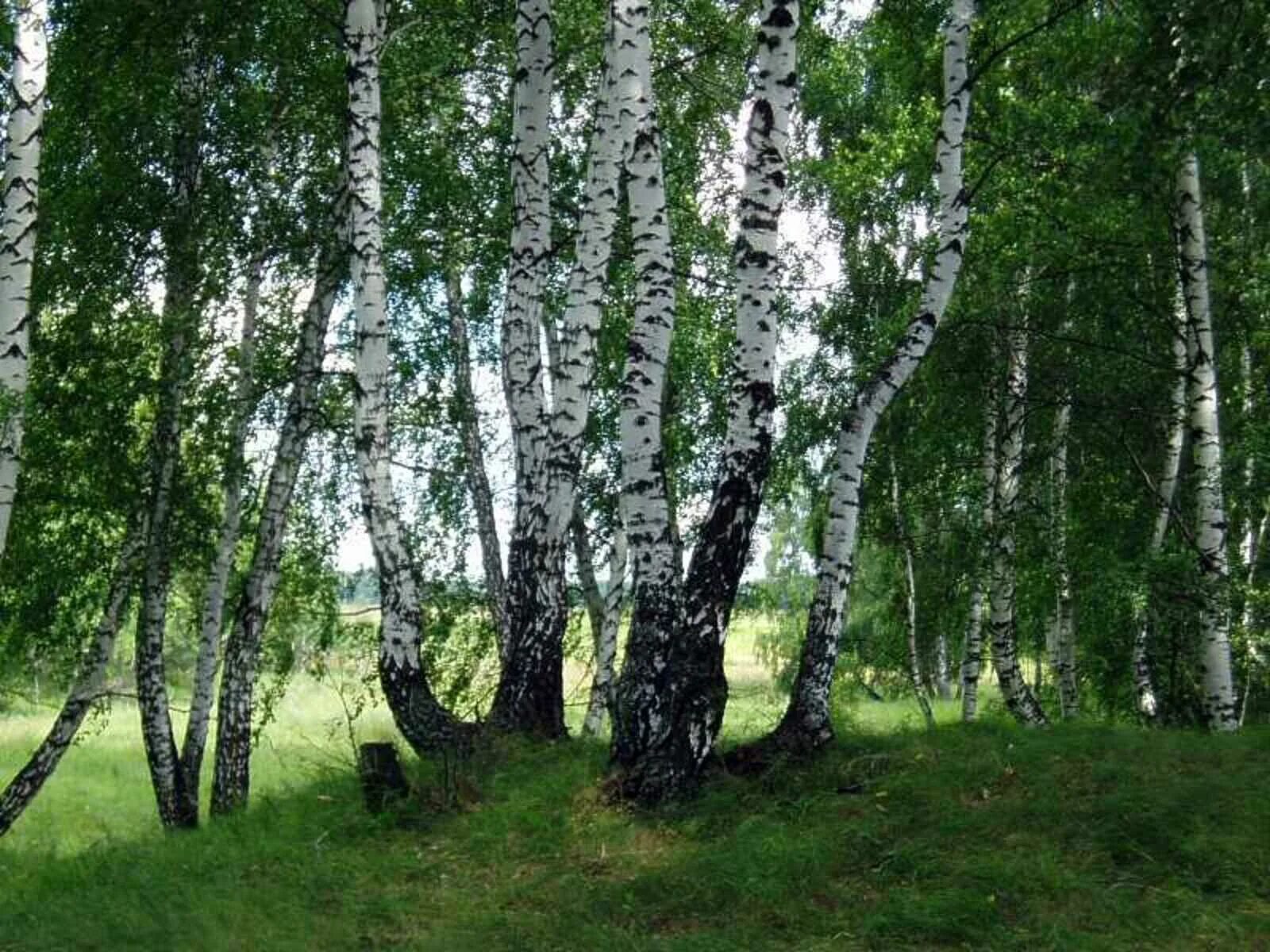 Березовая роща береза повислая. Уральская береза дерево. Березка дерево России. Белоствольная береза символ Родины. Небольшие березки