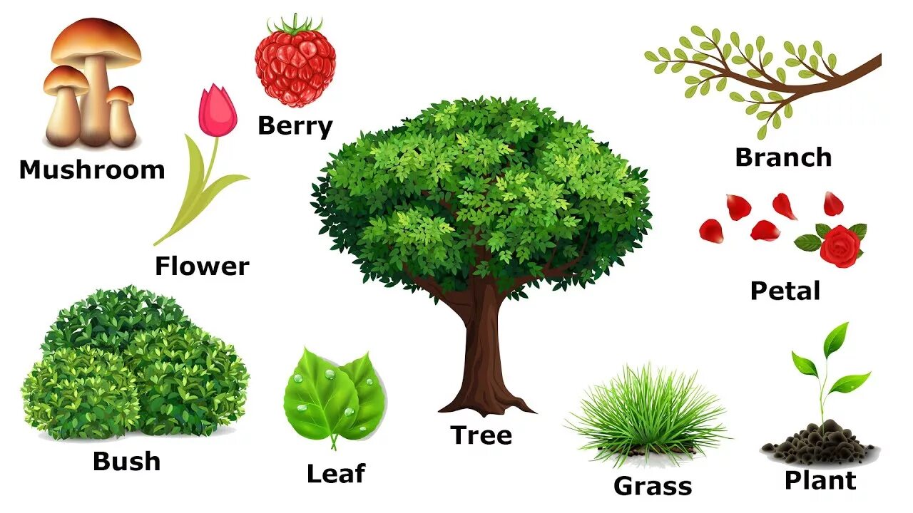 Растения на английском языке. Цветы и деревья на английском. Названия растений на англ. Растения на английском для детей.